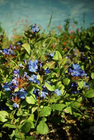 Ceratostigma plumbaginoides