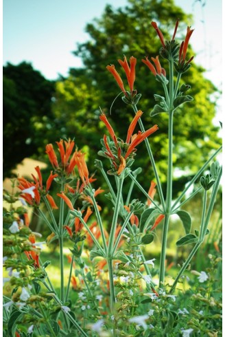 Jacobinia suberecta fleur d'été