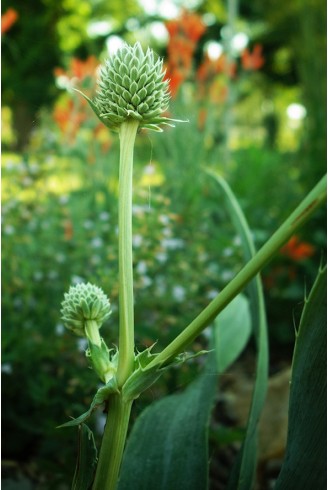 Eryngium yuccifolium