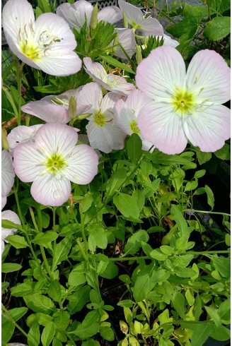 Oenothera rosea