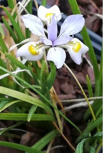 Iris henryi