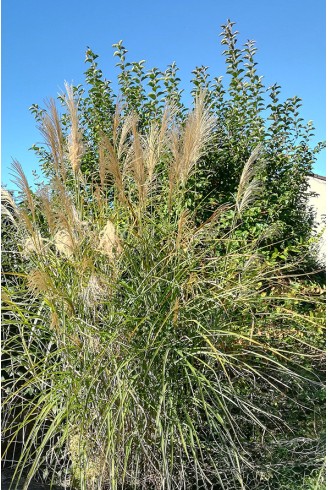 Miscanthus sinensis 'Grosse...