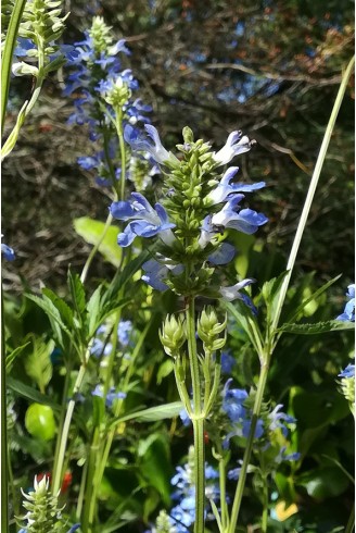 Salvia uliginosa 'Ballon Azul'