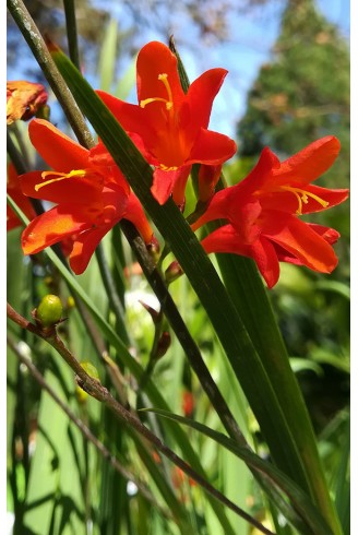 Crocosmia 'Emberglow'