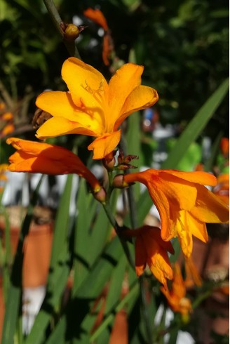 Crocosmia x crocosmiiflora...