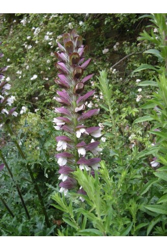 Acanthus spinosus...