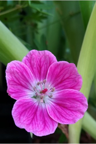 Geranium sanguineum 'Elke'