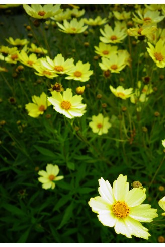 Coreopsis 'Full Moon'