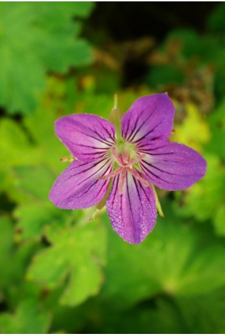 Geranium wlassovianum