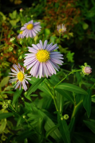 Aster koraiensis