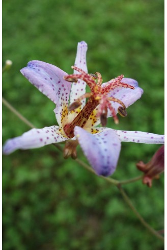 Tricyrtis 'Blue Wonder'