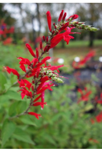 Salvia elegans