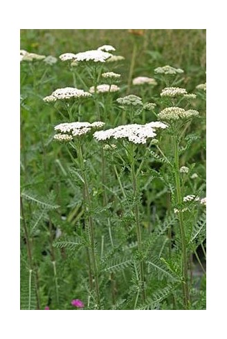 Achillea 'Heinrich Vogeler'