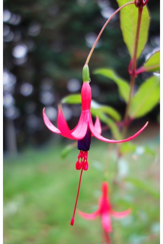 Fuchsia regia var.typica