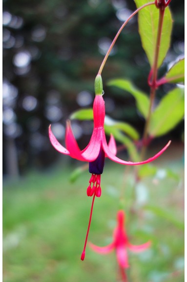 Fuchsia regia var.typica