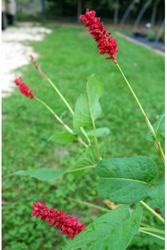 Persicaria amplexicaulis...