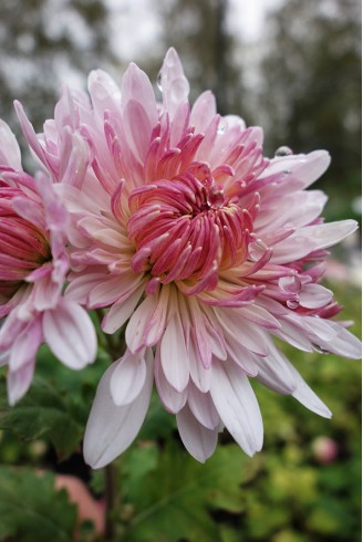 Chrysanthemum 'Emperor of...