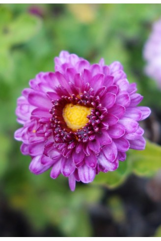 Chrysanthemum 'Mei Kyo'