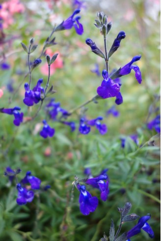 Salvia greggii x serpyllifolia