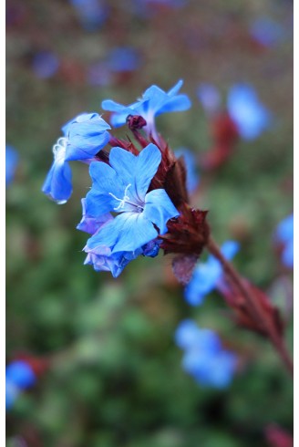 Ceratostigma griffithii