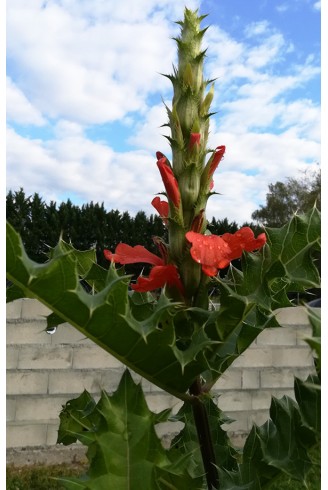 Acanthus sennii