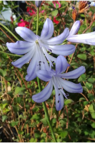 Agapanthus 'Ben Hope'