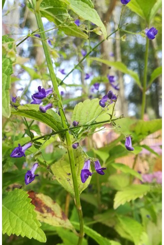 Isodon longitubus 'Noshoku'