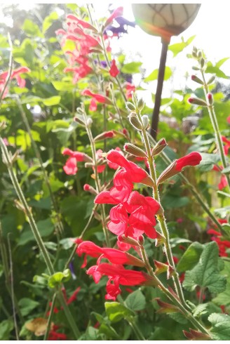 Salvia darcyi