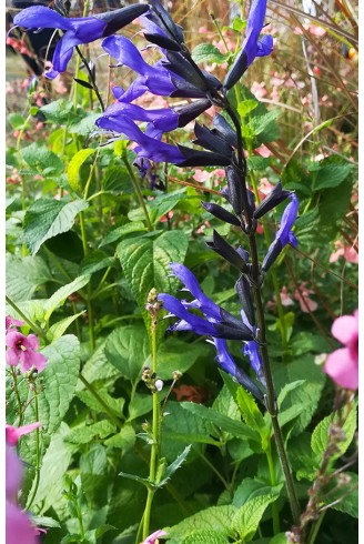 Salvia guaranitica 'Black &...