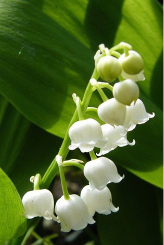 Convallaria majalis