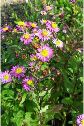 Aster ageratoïdes 'Ezo...