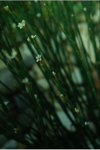 Polygonum scoparium