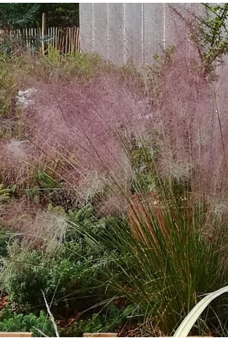 Eragrostis spectabilis