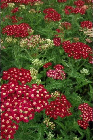 Achillea 'Paprika'