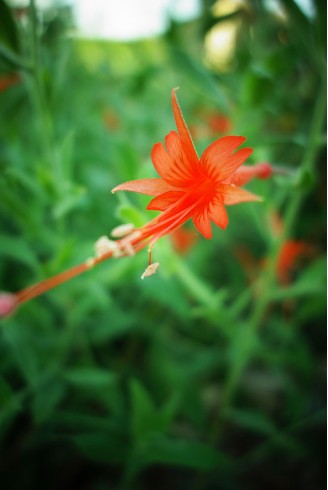 Epilobium californicum...