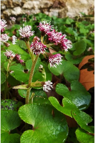 Petasites fragrans