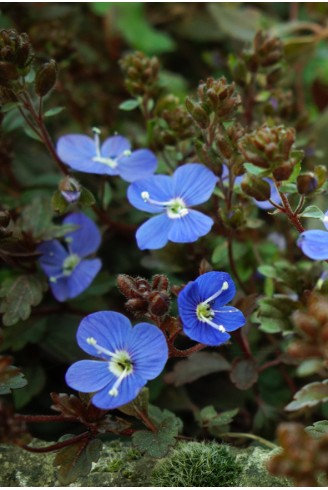 Veronica umbrosa 'Georgia...