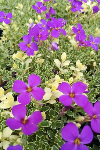 Aubrieta 'Aureovariegata'