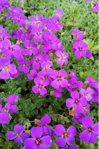 Aubrieta 'Hamburger Stadtpark'