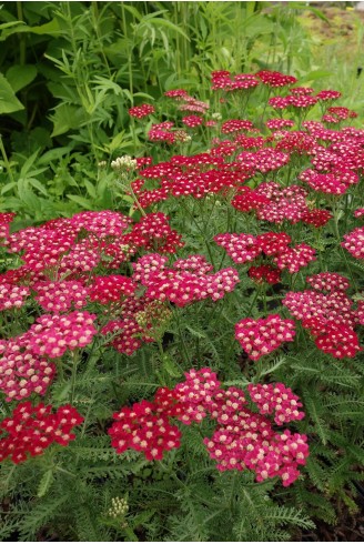 Achillée millefeuille rouge vif - Achillea millefolium 'Petra