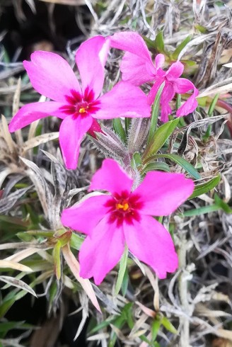 Phlox subulata 'Scarlet Flame'