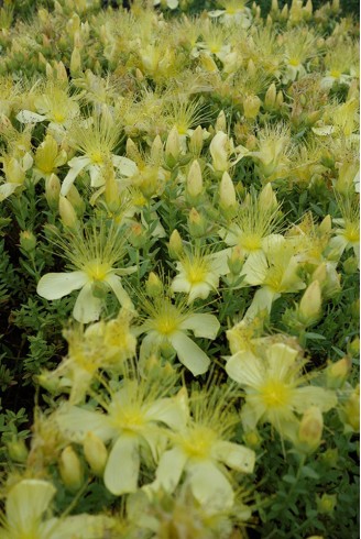 Hypericum olympicum f.minus...