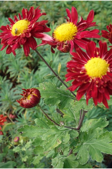 Chrysanthemum 'Ceddie Mason'