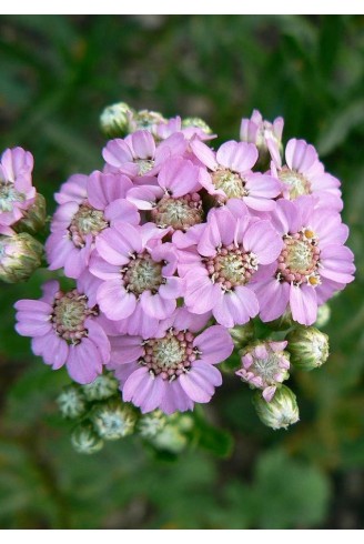 Achillea alpina subsp....