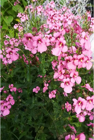 Diascia personata