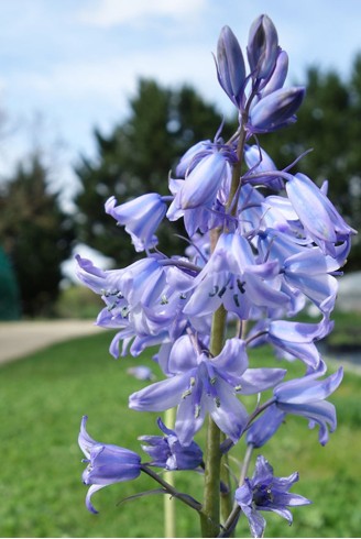 Hyacinthoides non-scripta