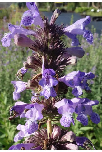 Nepeta kubanica
