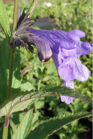 Nepeta sibirica