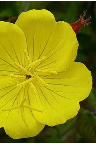 Oenothera fruticosa 'Youngii'