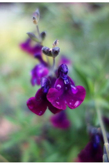 Salvia 'Nachtvlinder